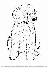 Goldendoodle Labradoodle Drawingtutorials101 Retriever Goldendoodles Poodle sketch template