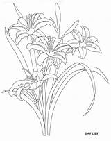Daylily Drawing Coloring Lily Pages Flower Flowers Paintingvalley Drawings Sketch Choose Board sketch template