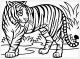 Coloring Tigers Kids Color Pages Print Children Beautiful Animals sketch template