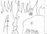 Cave Fun Lian Summer Stalactites Making sketch template