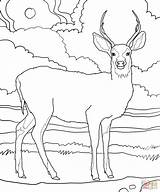 Coloring Deer Mule Popular Printable sketch template