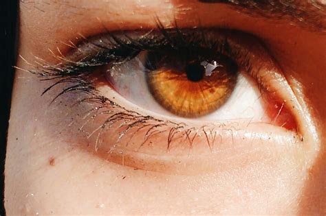 amber eyes science myths  personality traits  amber eyed people