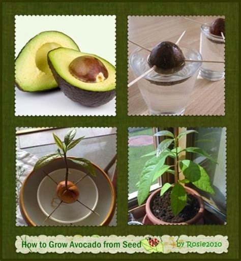 How Do You Grow Avocado Plant F