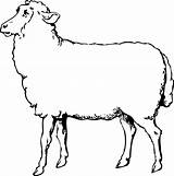 Lamb Outline Drawing Paintingvalley sketch template