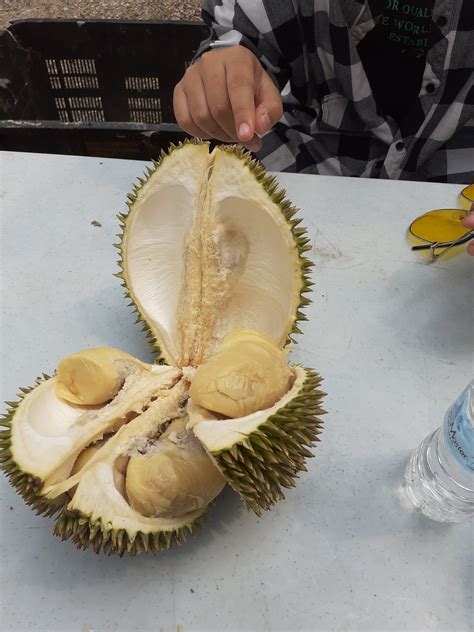 Kenangan Makan Durian
