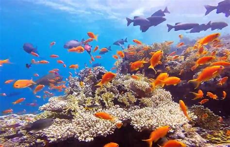 video journée mondiale de l océan les plus beaux fonds