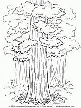 Coloring Tree Sequoia Pages California State Redwood Drawing Trees Printable Kids Abraham Isaac Flag Color Coloring4free Quail Print 2021 Nature sketch template