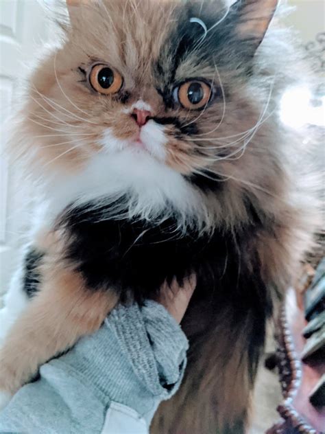 adult female persian cat for adoption in raymore missouri