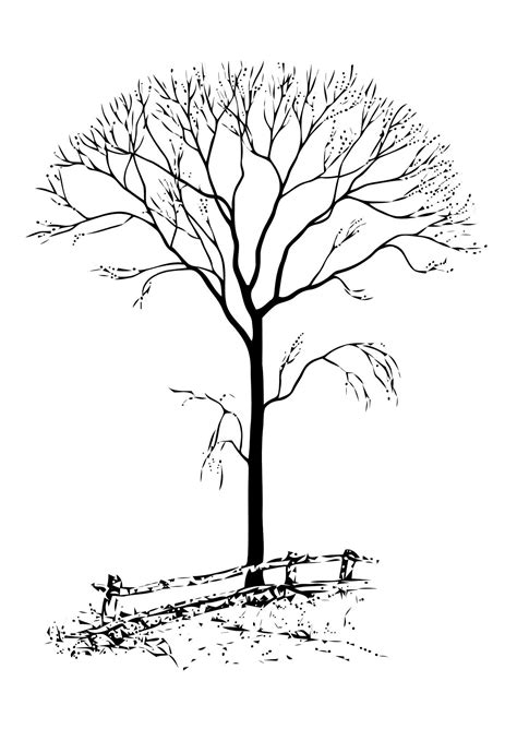 coloring pages  tree shrub