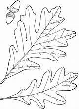 Oak Outline Tree Etc Clipart Genus Quercus Popular Coloring Tiff Resolution sketch template