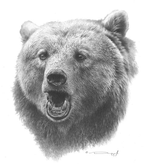 grizzly bear original pencil drawing  dennis mayer jr valued