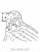 Quoll Coloring Animals Book Skip Pages sketch template