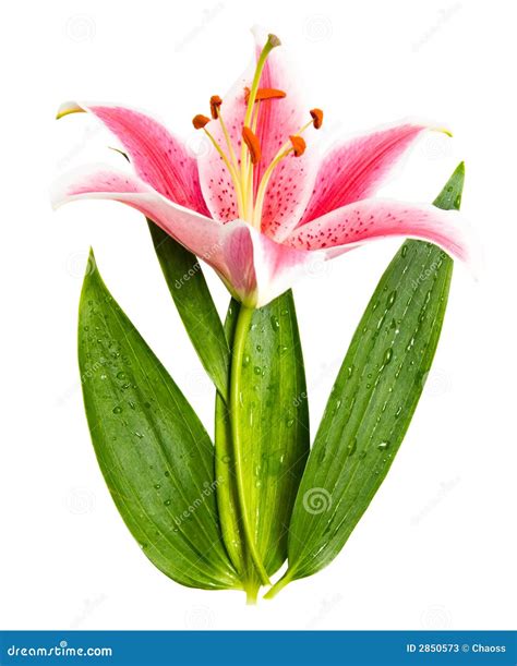 lily flower  green leaves stock image image  growth leaves