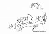 Vogel Ausmalbilder Ast Baum Chameleon Ausmalbild Nadines Vogelnest Wurm Mandala Chamaleon Schöne Malvorlagen sketch template