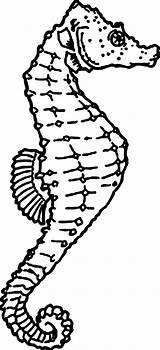 Seahorse Coloring Pages Outline Drawing Anatomy Getdrawings Color sketch template