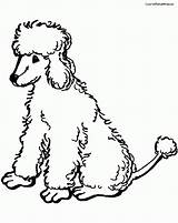 Poodle Coloring Pages Toy Printable Poodles Chow Kids Print Google Getcolorings Silhouette Standard Clip Search Getdrawings Popular Color Animal Colorings sketch template