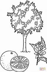 Tree Orange Coloring Pages Printable Tangerine Trees Pear Color Clipart Fruits Ausmalbilder sketch template