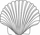 Clipart Shell Conch Outline Library sketch template