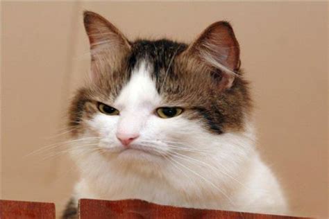 gambar kucing lucu  marah lampu kecil