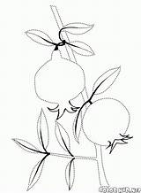 Pomegranate Coloring Colorare Disegni Melograno Branch تلوين Bacche Colorkid Bayas Malvorlagen Branche Ramo Viburnum Bush الرمان Baies Beeren Berries Granada sketch template