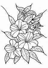 Coloring Hibiscus Pages Flower Flowers Books Categories Similar Mandala Choose Board Printable sketch template