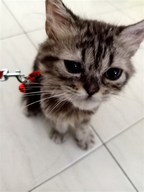 bengal persian semi flat kitten for sale adoption for sale adoption