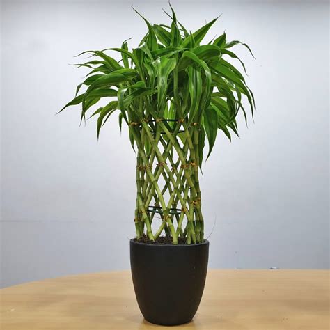 lucky bamboo  black pot premium indoor plant large p