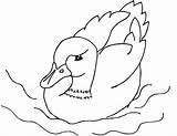 Duck Coloring Pages Drawing Swimming Mallard Kids Rubber Duckling Print Printable Pool Pools Cute Ages Getdrawings Color Silhouette Drawings Designlooter sketch template