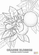 Coloring Florida State Pages Tree Flower Printable Cherry Drawing Color Kids Getcolorings sketch template