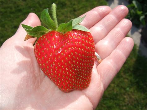 linden grove  giant strawberry