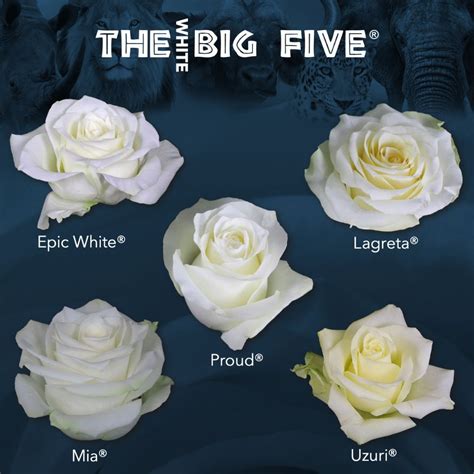 big five white by de ruiter rose white roses kangaroo paw