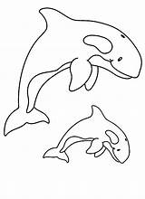 Coloring Whale Killer Pages Orca Printable Print Color Awesome Sperm Kids Kidsplaycolor Drawing Whales Library Clipart Getcolorings Getdrawings Visit Choose sketch template