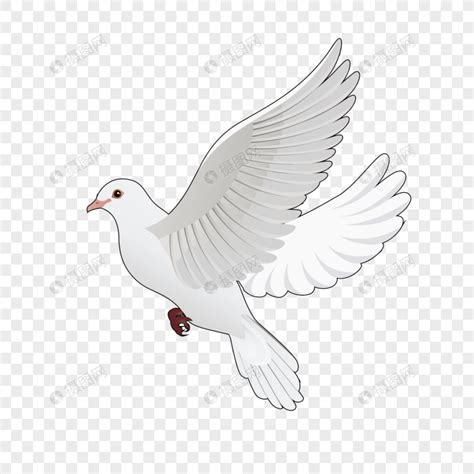 sintetico  foto  significa una paloma blanca en  funeral