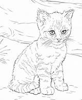 Kitten Supercoloring K5worksheets sketch template