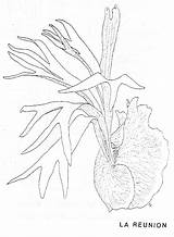 Ferns Staghorn Drawing Platycerium Getdrawings Web Dwg sketch template