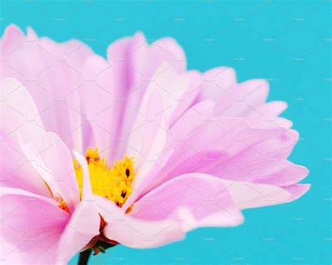 Pink Flower On Teal Background ~ Nature Photos ~ Creative