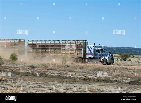 outback cattle transport  res stock photography  images alamy