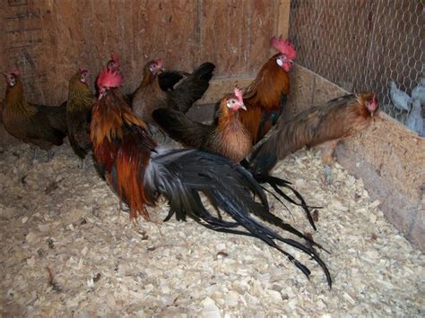 Black Breasted Red Phoenix Bantam Chickens Cackle Hatchery