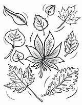 Leaves Coloring Pages Fall Printable Print Theme Pile Color Getcolorings Drawing Leaf Getdrawings Pumpkin Colorings sketch template