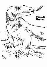 Komodo Dragon Coloring Tongue Pages Drawing Getdrawings Color Getcolorings sketch template