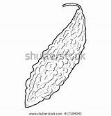 Bitter Clipart Gourd Coloring Melon Drawing Template Cliparts Clipground sketch template