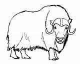 Ox Musk Mammals Clipartmag sketch template