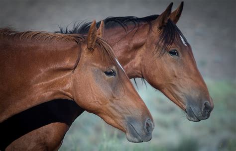 fonds decran cheval deux tete animaux telecharger photo