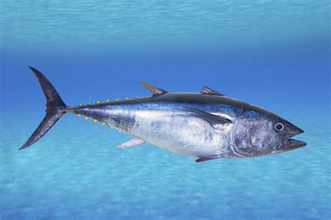 chefs   quit serving bluefin tuna  salt npr