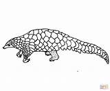 Coloring Pangolin Scaly Pages Anteater Color Drawing Printable Drawings Supercoloring 63kb 1500 sketch template