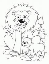 Lion Coloring Cub Pages Cubs Baby Drawing Kids Getdrawings Popular Coloringhome sketch template