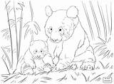 Panda Bear Coloring Pages Printable Color Getcolorings Getdrawings sketch template