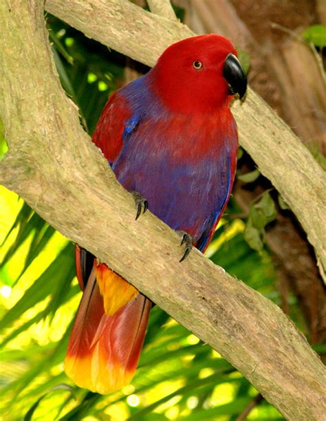 eclectus parrot flickr photo sharing