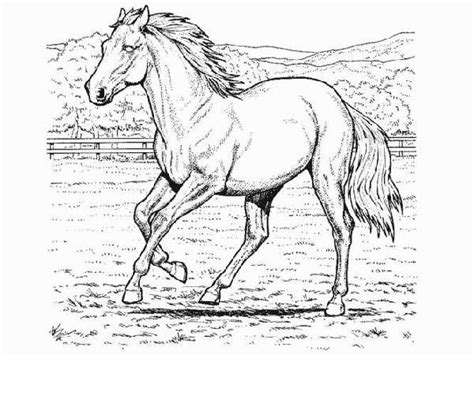 animal coloring pages  adults horse coloring pages  adults
