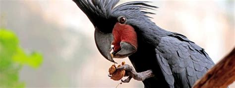 parrot supplies australia